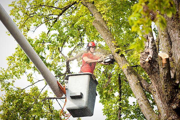  Taos Pueblo, NM Tree Services Pros